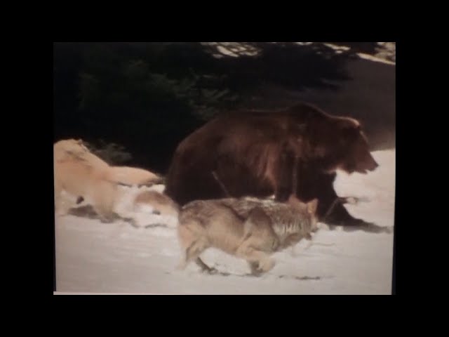 Grizzly bear fights wolf pack, 1976