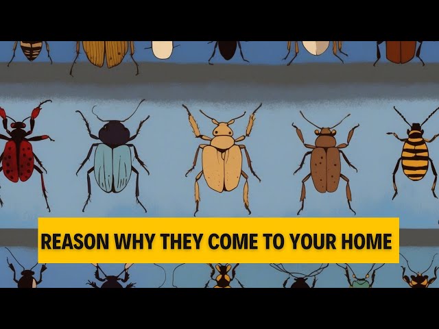 Insects in your home have a deeper meaning