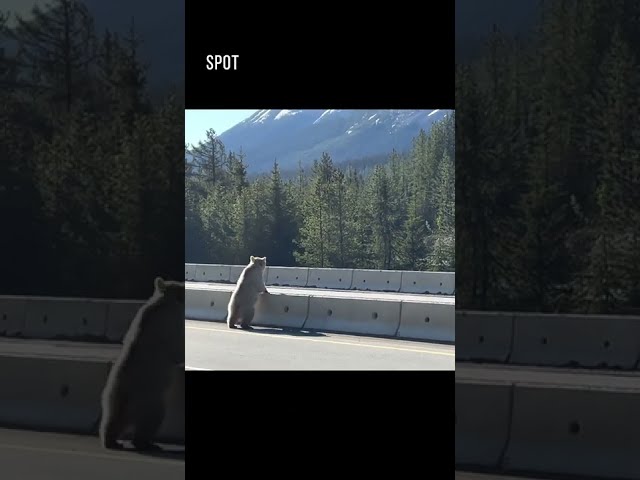 Have you ever spotted  white grizzly bear? Grizzly bear crossing hwy. #grizzly #whitegrizzlybear