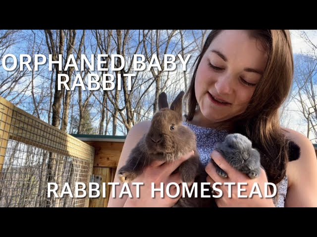 Orphaned Baby Silver Fox Rabbit Vlog | Raising Meat Rabbits