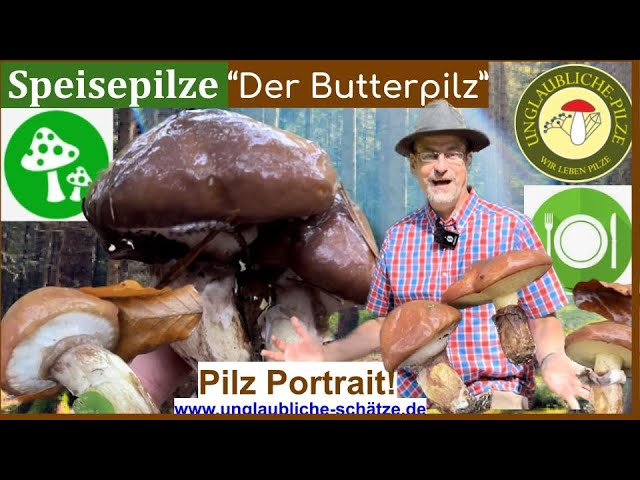 Der "Butterpilz" Speisepilze für Einsteiger aber Vorsicht! Pilz Sammler Wissen - November 2023