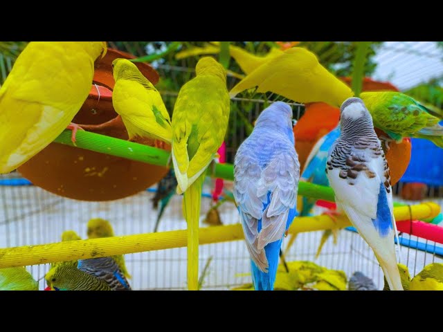 ASMR Nature 2 Hours of Budgie Sounds: Birds Singing You to Sleep