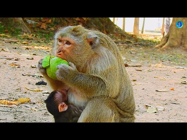 Mother Monkey Brianna So Much Hungry , She Eat Mango A Lots,