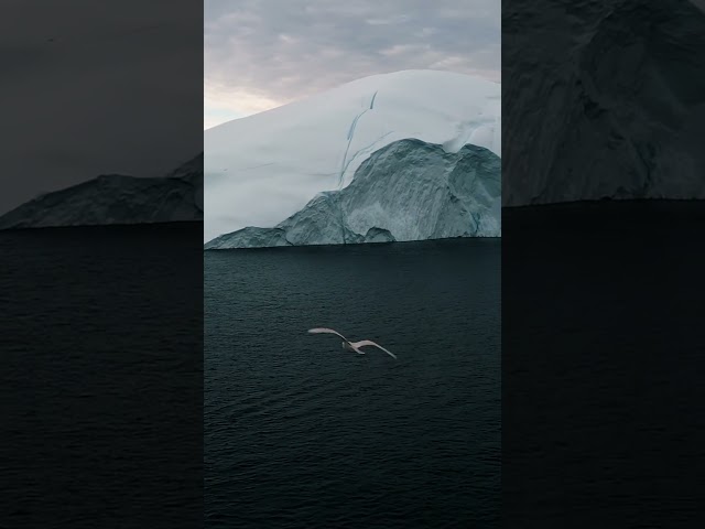 Arctic Tern's EXPOSED 🔴