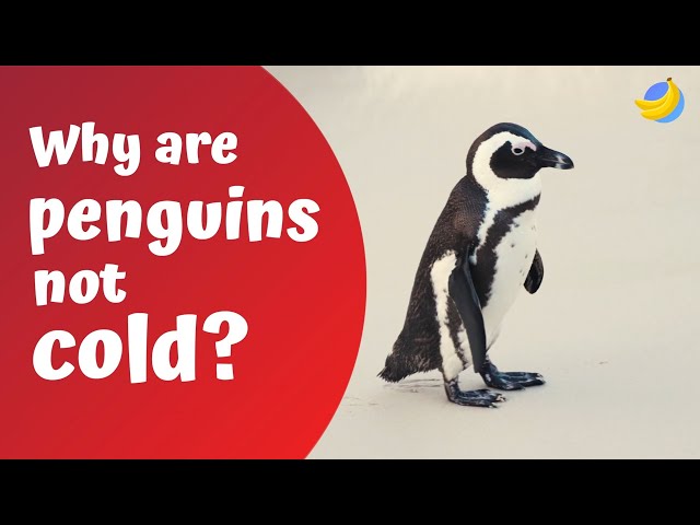 Why are penguins not cold?🐧| Curious Questions