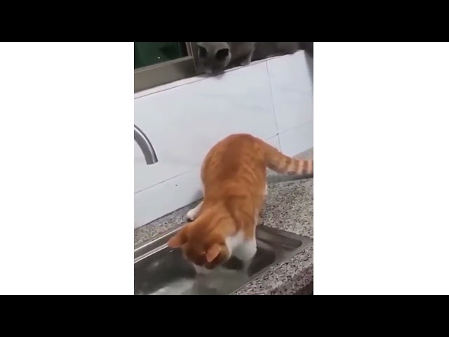 Cute Cats - Funny Cats | Cat Videos
