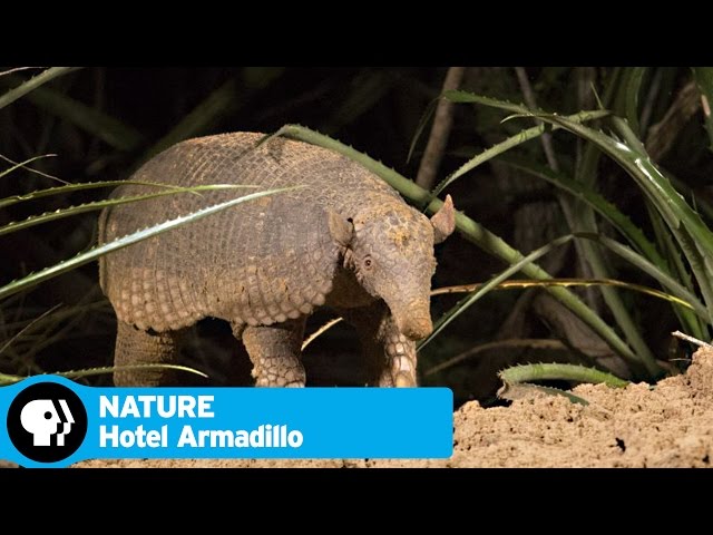 HOTEL ARMADILLO on NATURE | Official Trailer | PBS