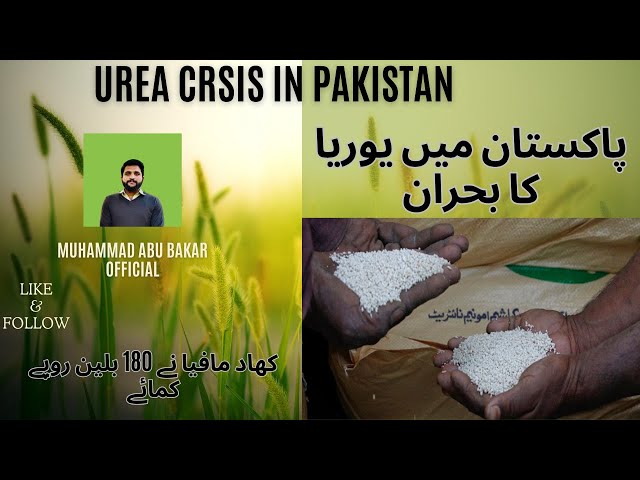 Fertilizer Crisis in Pakistan | Urea Crisis | Fertilizer Mafia| پاکستان میں  یوریا کا بحران |