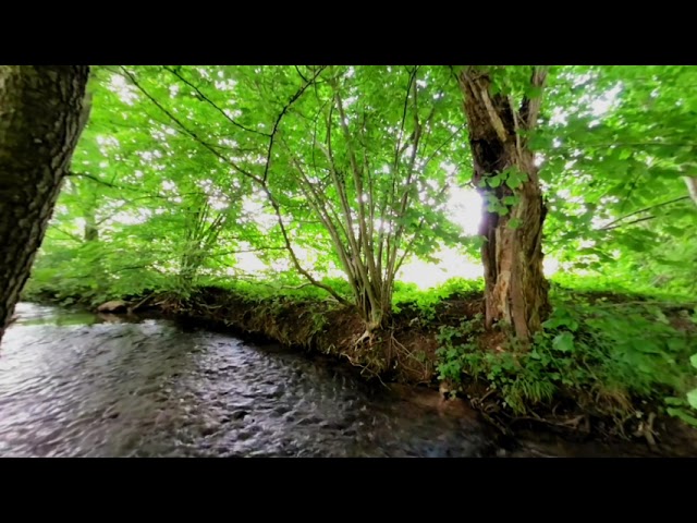 Nature Experience Black Forest VR # 12:  Quiet stream under a canopy of leaves