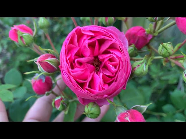 Rose Garden Tour | Sunny Morning Walk Around | David Austin Roses | Kordes Roses