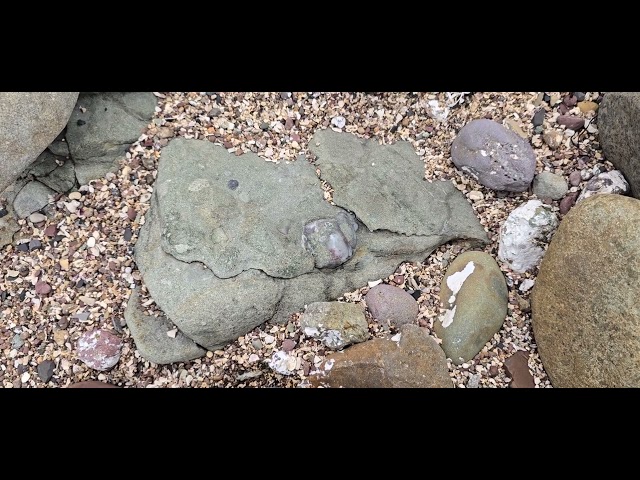 포항 해변 석회암 공룡화석에 다이아몬드 발견. Diamonds were discovered in limestone dinosaur fossils on Pohang Beach.