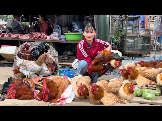 Harvest chickens and sell them at the market. Achievements of animal husbandry. | Mến Vinh Farm Life
