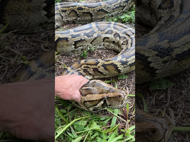 🔊 When a large python hisses, it sounds like a deflating tire. Invasive python from South Florida