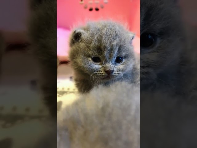 #Trendingfunnycatsvideos 😸 memes video & Cats Baby Cute Kitten #catshort