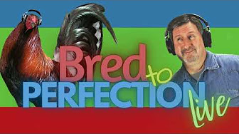 Bred to Perfection Podcast