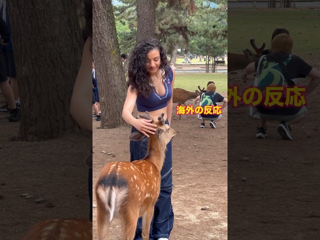 「愛しの奈良へ：美しい外国人観光客の感動の反応」 | 奈良の鹿 | shorts nara | 奈良鹿 | 外国人観光客 | 奈良の鹿  #deerpark #japan
