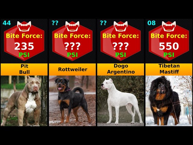 Top 50 Dog Breeds Ranked By Bite Force in PSI
