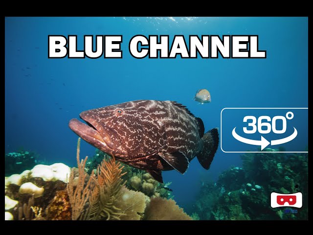 BLUE CHANNEL, ROATAN. www.360Divers.com