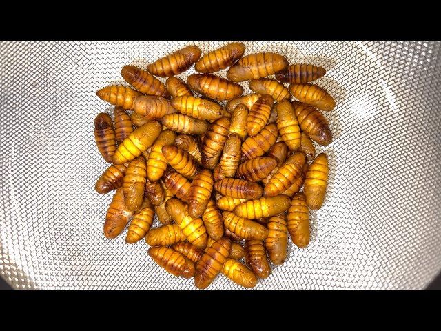 I EAT BUGS (Cooking & Eating Silkworm Pupae)