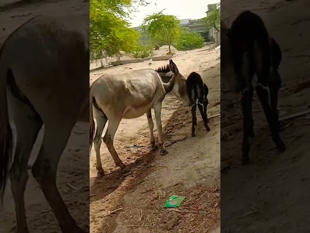 little donkey enjoying with his mother in market #viralvideo #animals #donkey