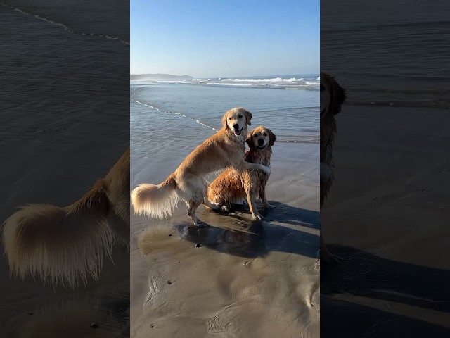 Dogs get a surprise beach day!