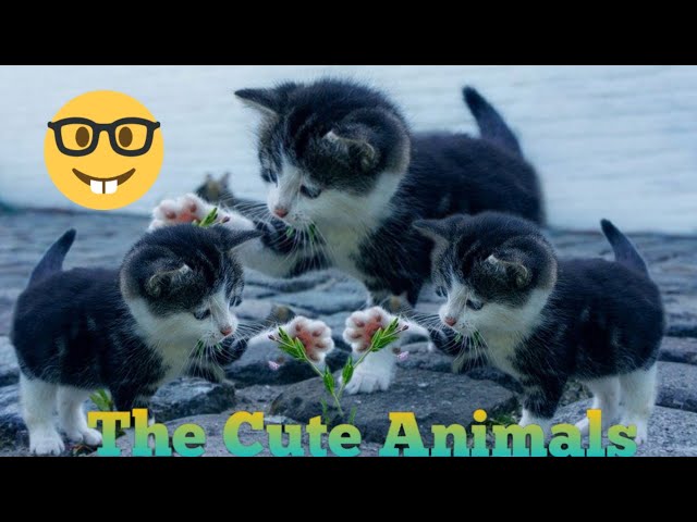 cute cats funny video's