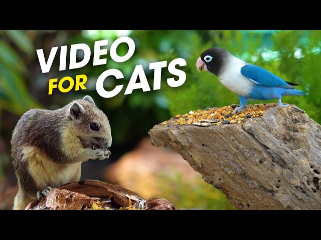 Birds And Squirrels For Cats: The Ultimate Watching Experience - CatTV For Cats