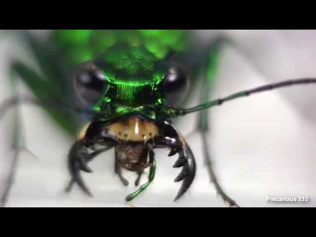 Tiger Beetle - Vicious Mandibles!