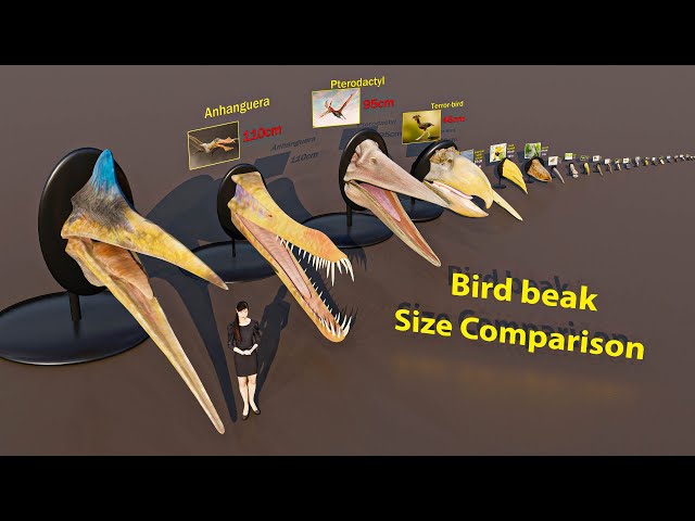 Bird beak Size Comparison  | 3D Animation #animation #animals