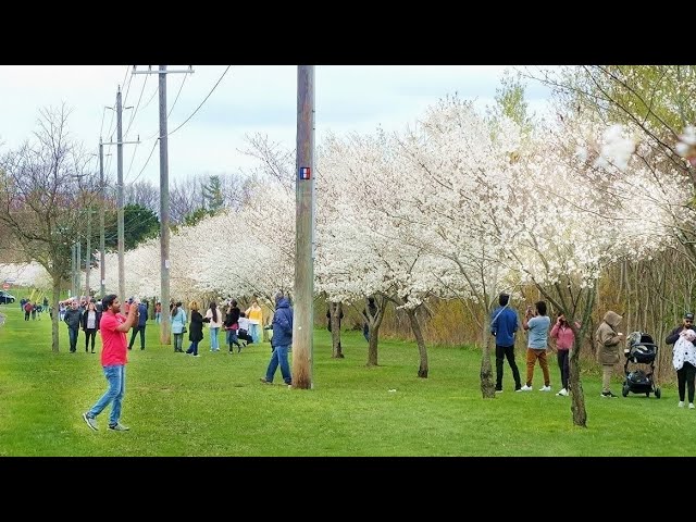 Best Places to See Cherry Blossoms in Toronto GTA - Etobicoke Centennial Park