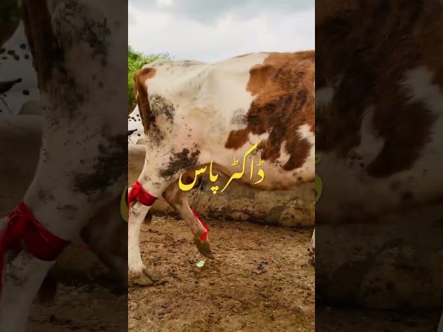 Girlando Cow In Punjab | HF Cow | Low Cost Cows | Jersey Cow | Pregnant Heifers | Pk Janwar Mandi10