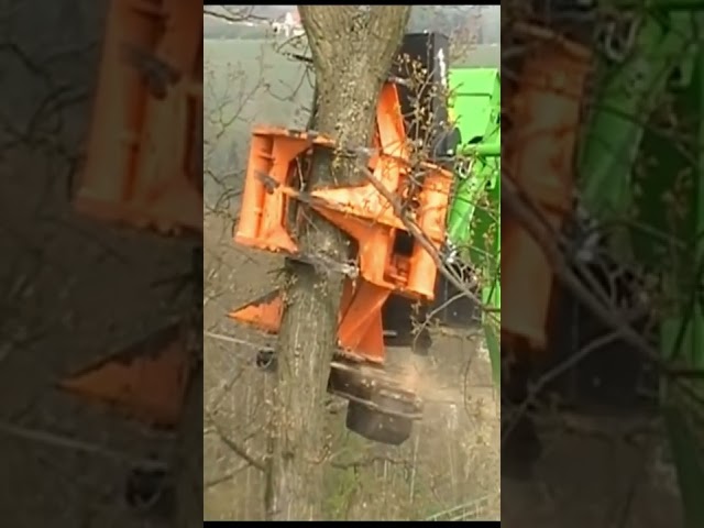 Fastest Chainsaw Cutting Tree Machines Dangerous Big Felling Tree Heavy Equipment Machine #shorts