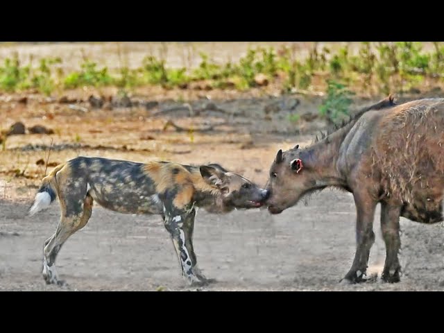 2 Buffalo Calves Try Fighting off Wild Dogs