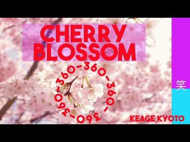 Beautiful Japanese Cherry Blossom in  360