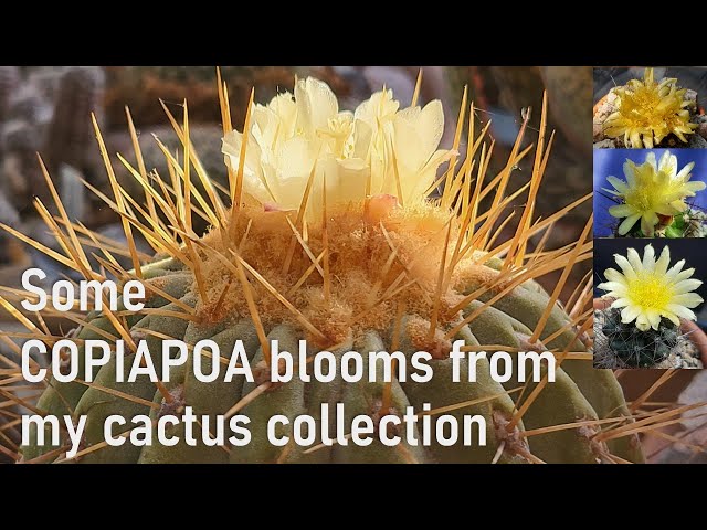 COPIAPOA cactus blooms & cultivation tips from my collection #cacti #cactus #copiapoa #cactusbloom