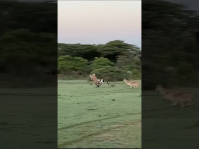 Lion Attack on Zebra 🦓 #shorts #animals #trending