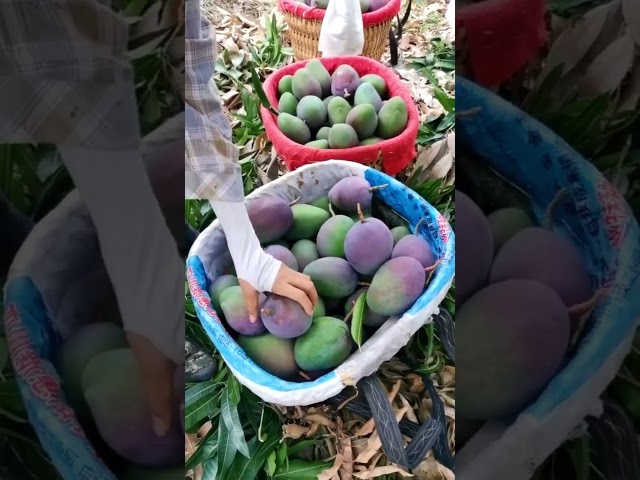 Mangoes fruit season   #farming #fruit #satisfying