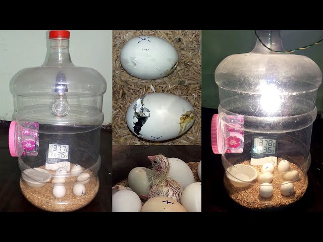 How To Make an Egg Incubator At Home Easy | Plastic Bottle Incubator | DIY Homemade Incubator