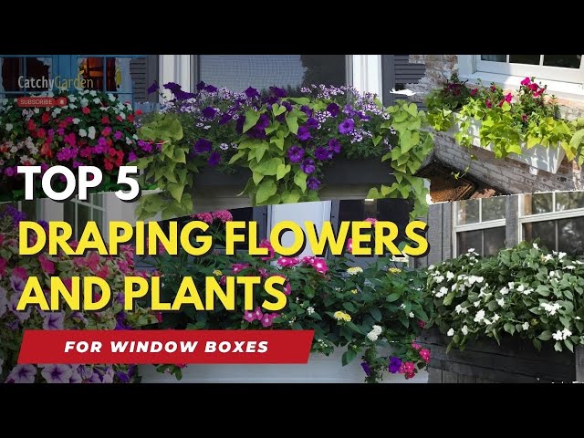 Top 5 Draping Flowers and Plants for Window Boxes 🌸🪴🌷