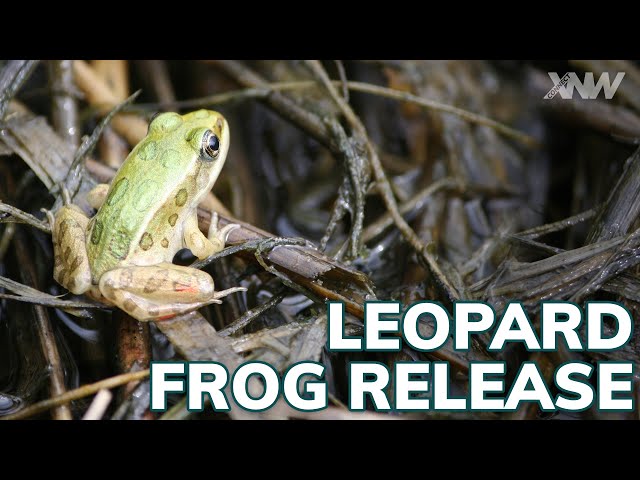 WSU And The Oregon Zoo Teamed Up To Release Northern Leopard Frogs Back Into Their Natural Habitat