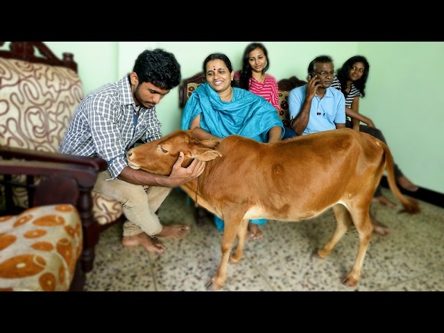 Guinness World Record: The World's Shortest Cow
