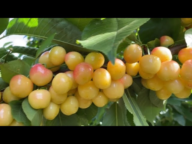 Rainier Cherry Picking, You Pick in Gilroy California, Borello Family Farms, U-Pick