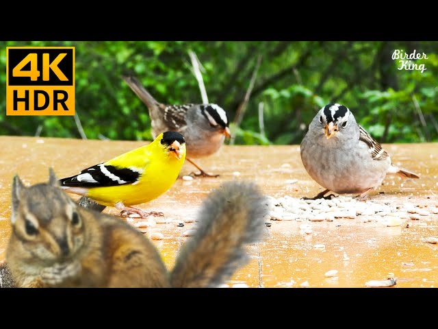 Katzen TV 😺 Süße Vögel und Eichhörnchen 🐦🐿 8 Stunden (4K HDR)