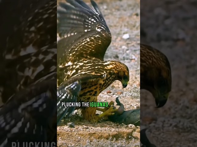 Golden Eagle on the hunt Gaint Lizards #birds #eagles #wildlife #hawak #shortvideos