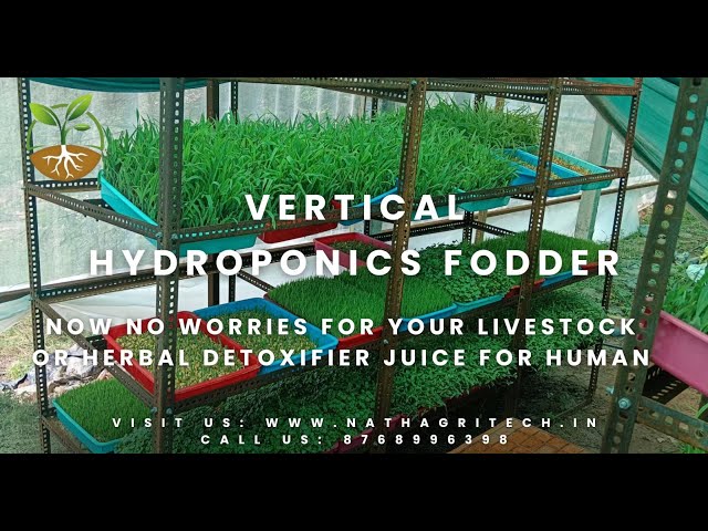 Hydroponics Fodder in Vertical layers System