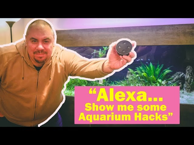 Top 5 Alexa Aquarium life hacks!