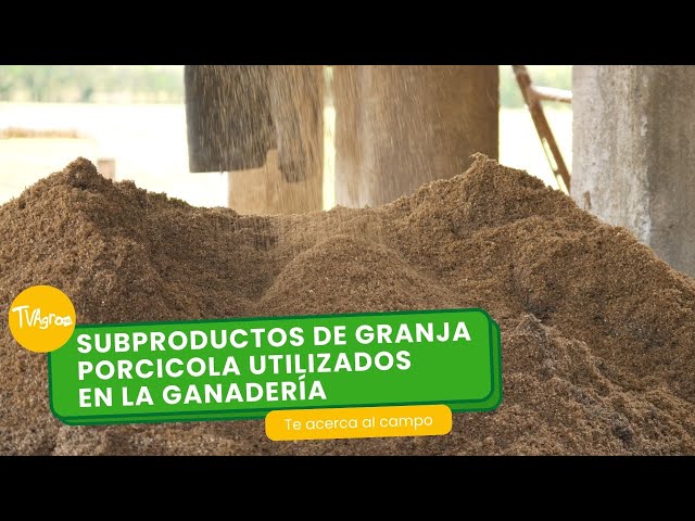 Subproductos de granja porcicola utilizados en la ganadería- TvAgro por Juan Gonzalo Angel Restrepo