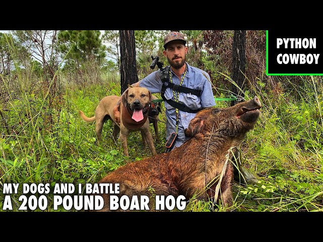The Hunt For Red October The Stud Boar Hog