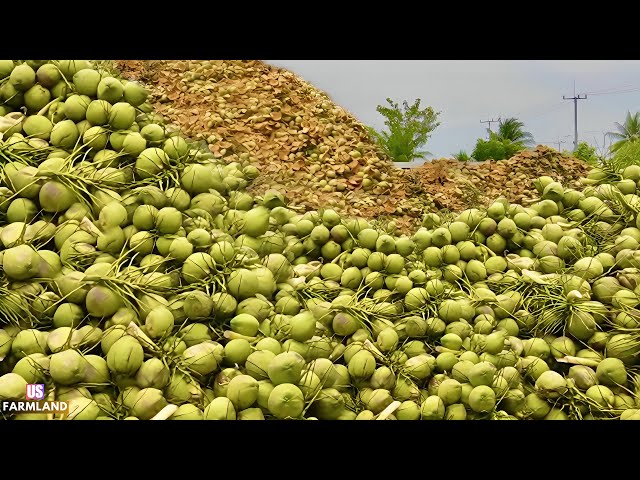 Farmers Harvest and Process Millions of Tons Of Coconut for Oil And Sugar - Coconut Farming