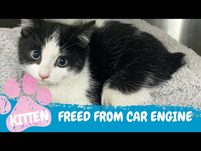 Kitten rescued from inside car engine | RSPCA South Australia
